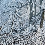 FROST-STARRE auf dem GROSSEN FELDBERG im Taunus