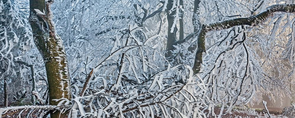 FROST-STARRE auf dem GROSSEN FELDBERG im Taunus