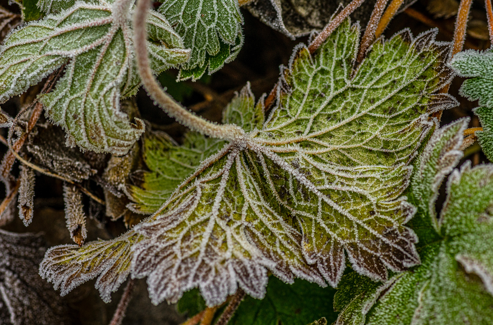 Frost-Strukturen