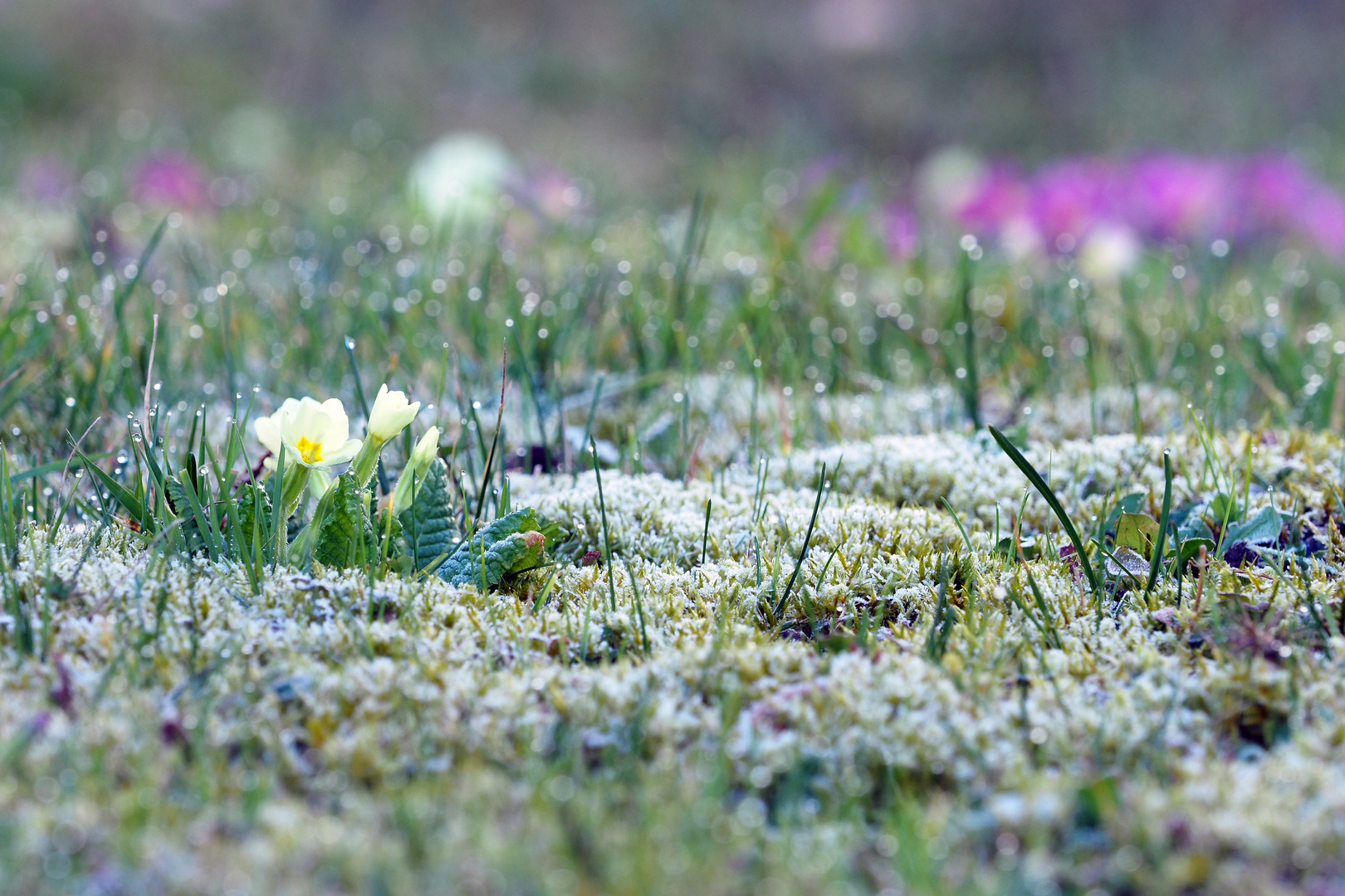 FROST TRIFFT FRÜHLING