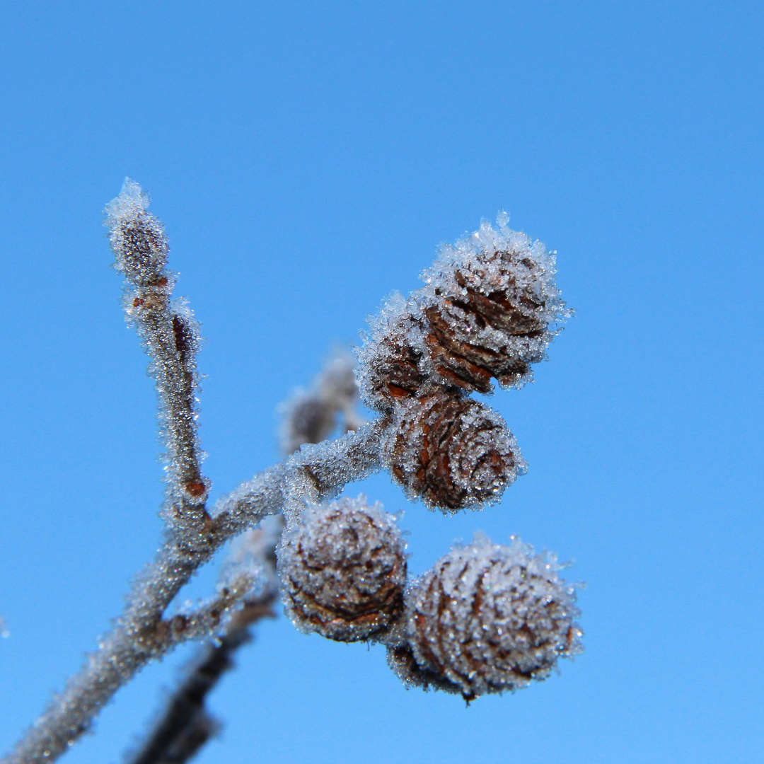 Frost trotz Sonne