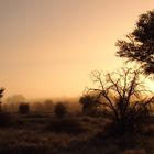 Frost und Frühnebel in der Kalahari