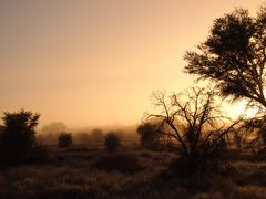 Frost und Frühnebel in der Kalahari