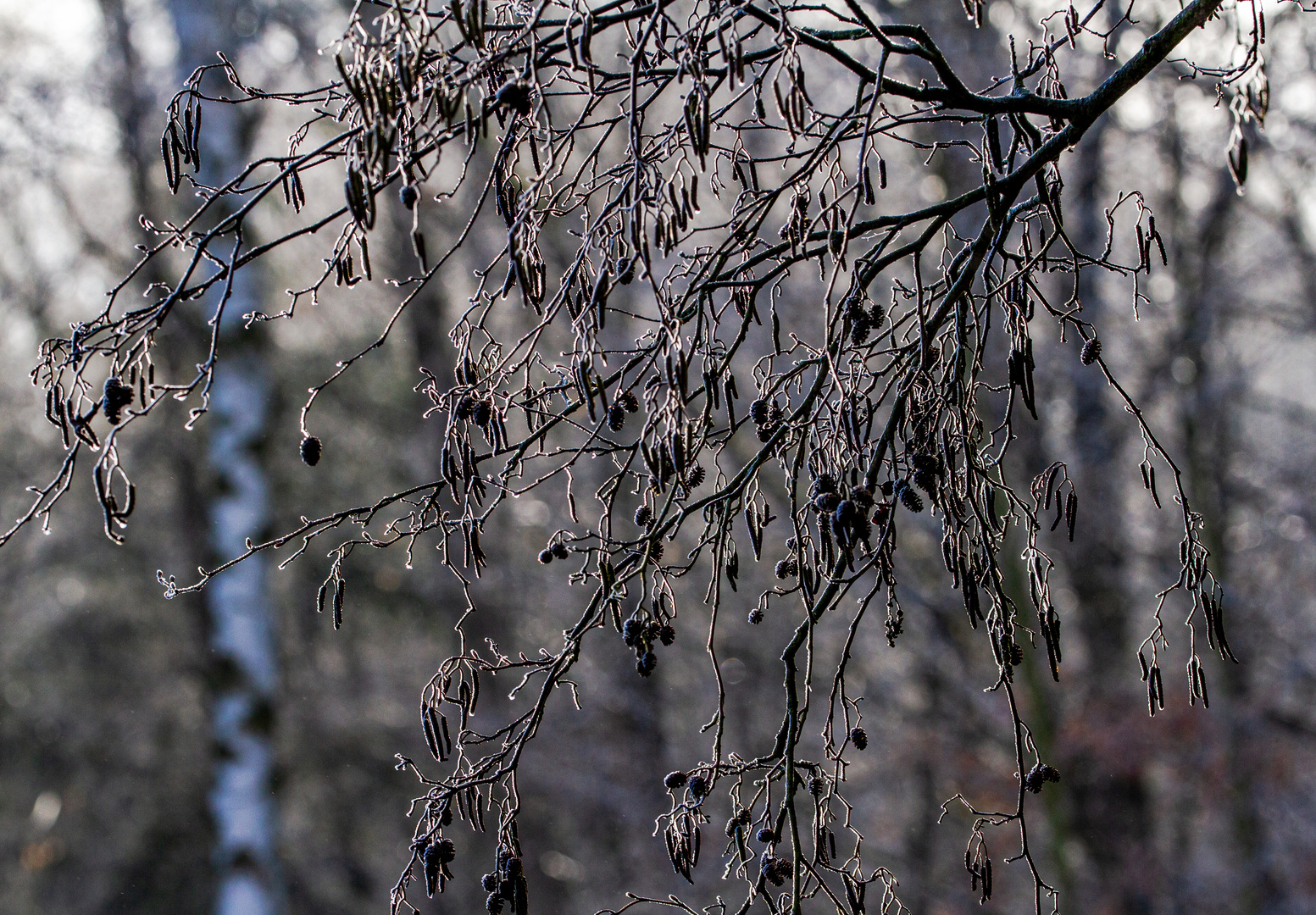 Frost und Nebel