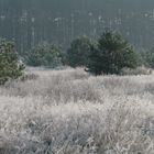 Frost und Nebel _7721