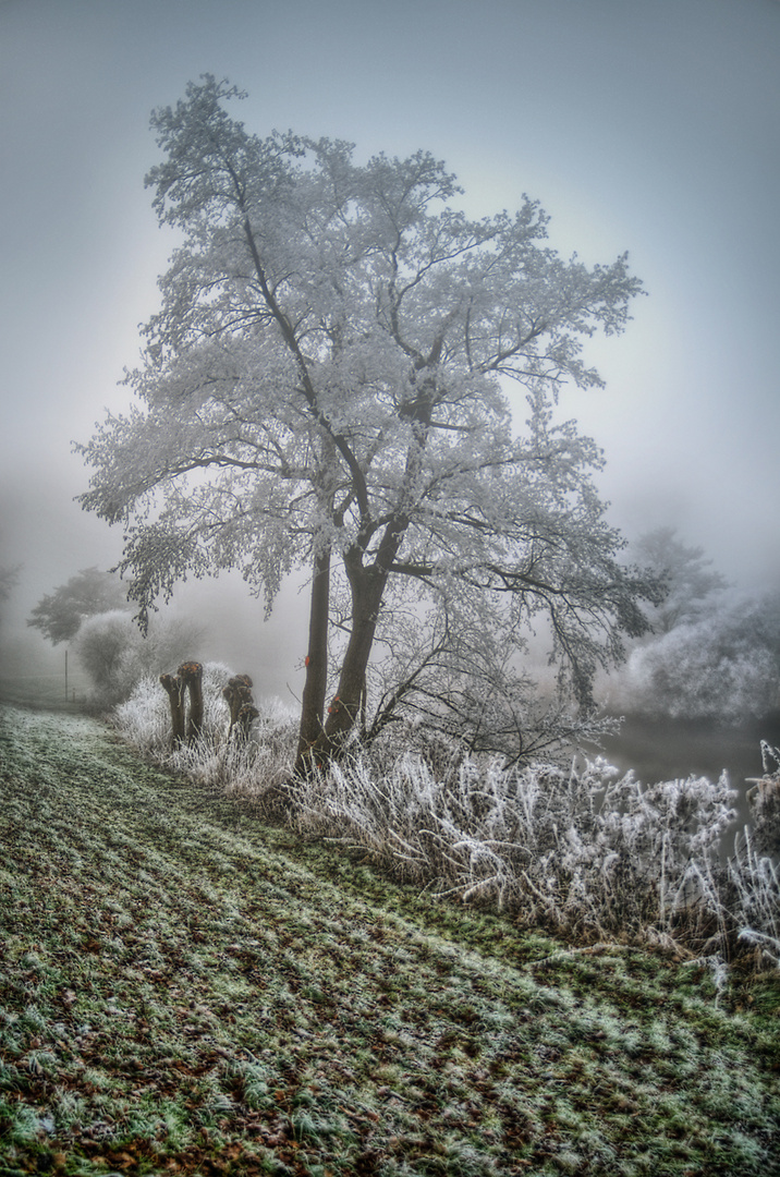 Frost und Nebel an der Wümme
