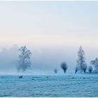 Frost und Nebel