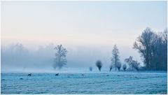 Frost und Nebel