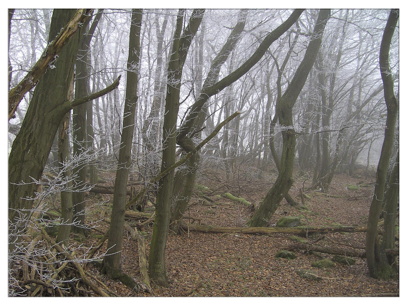 Frost und Nebel