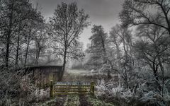 Frost und Nebel in den Wümmewiesen