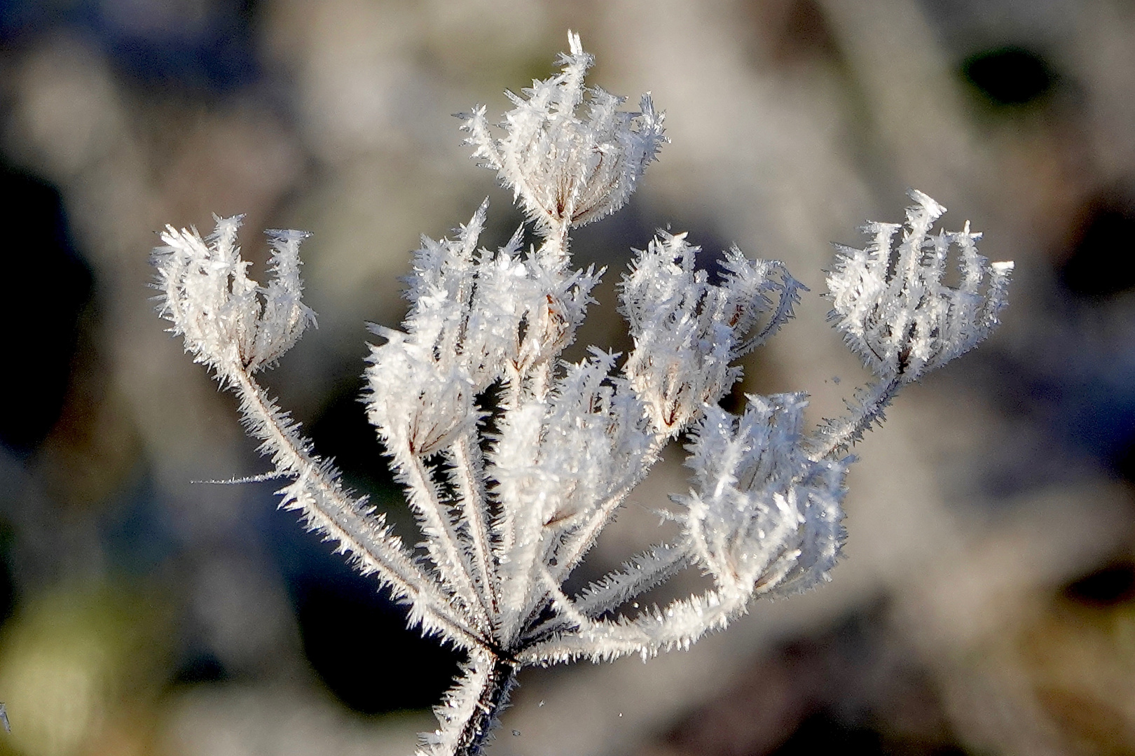 FROST VERÄNDERT 