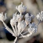 FROST VERÄNDERT 