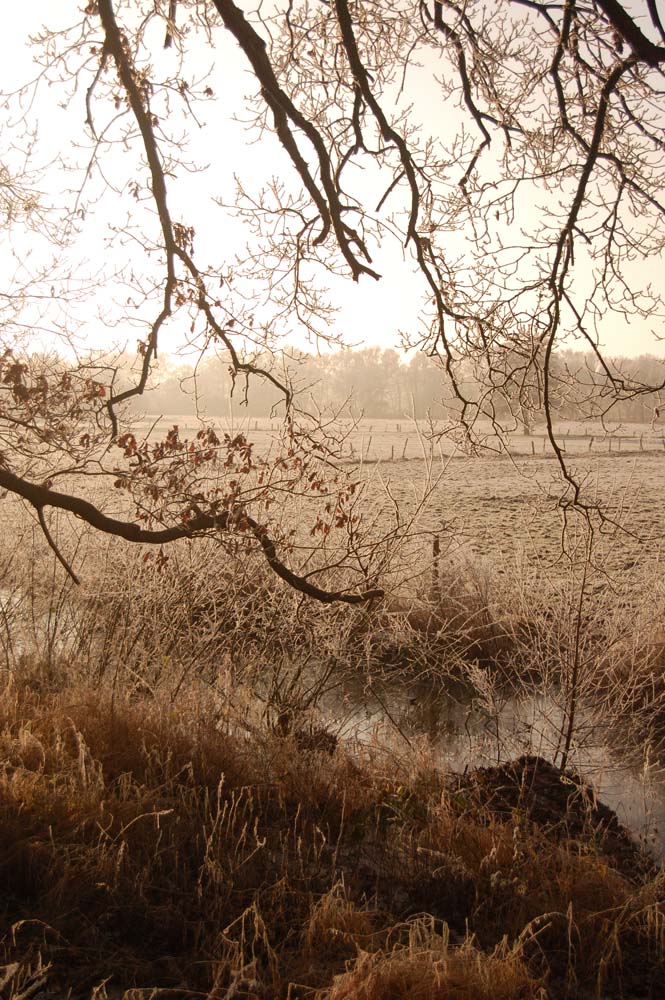 Frost vom Waldesrand