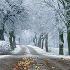 Frost, Winter, Obstbäume, Gewinnerbild! 