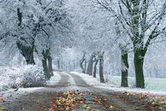 Frost, Winter, Obstbäume, Gewinnerbild! 