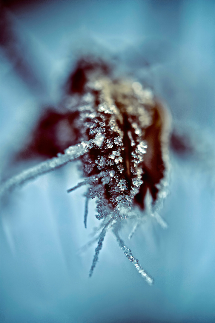 frost1