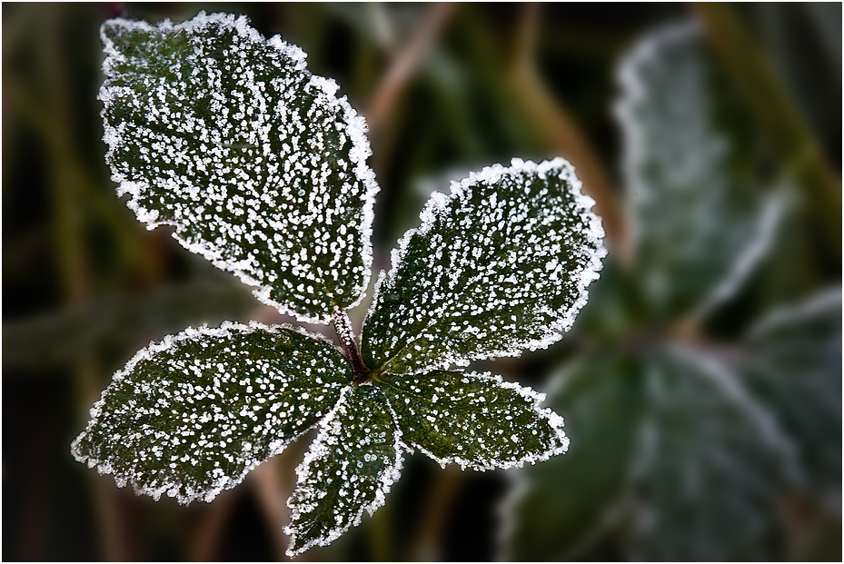 Frost#2