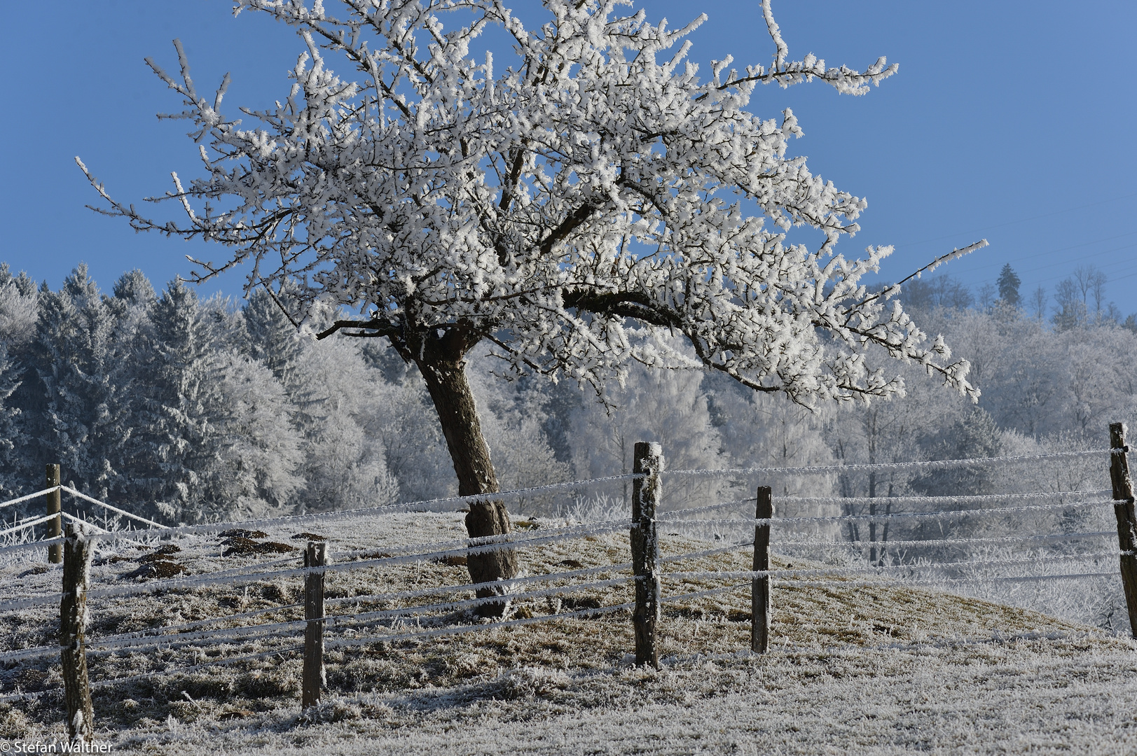 Frostbaum