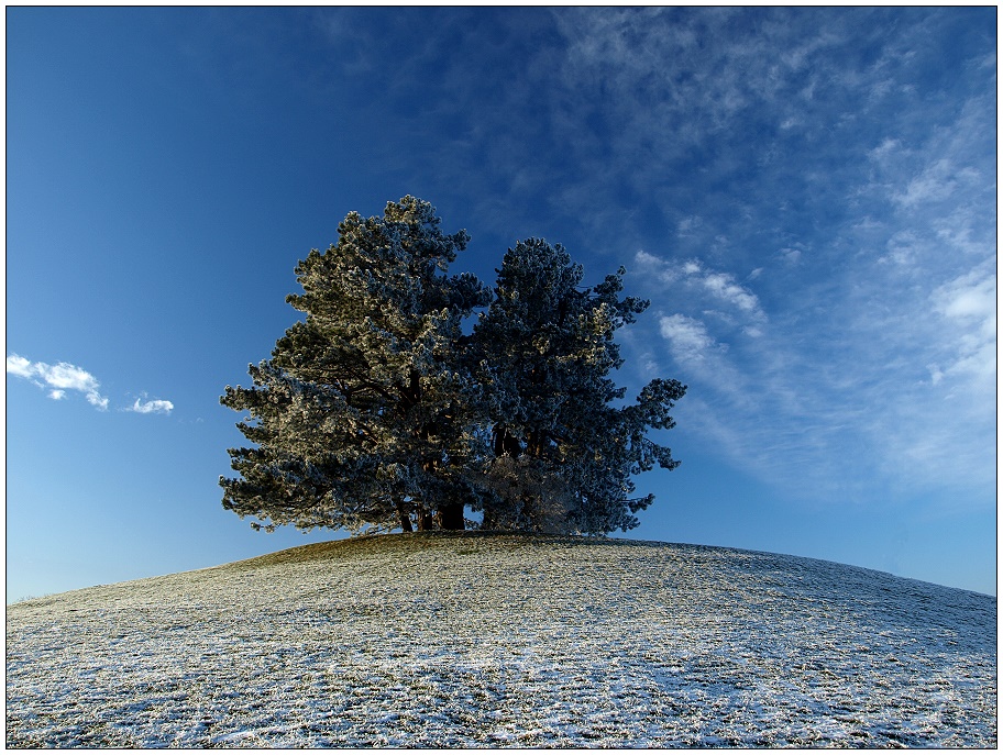 Frostbaum