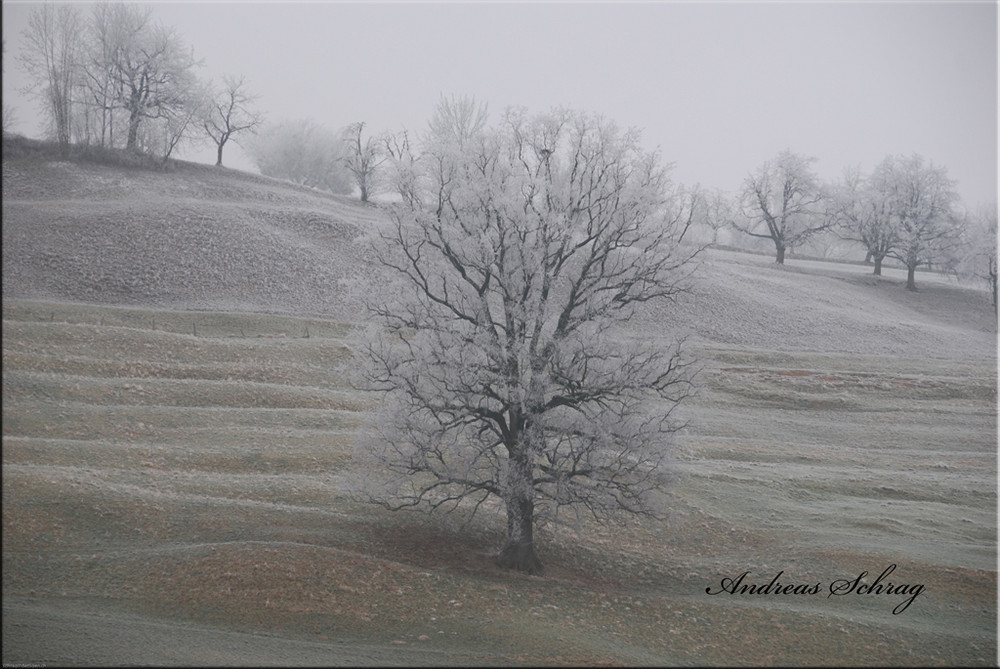 Frostbaum