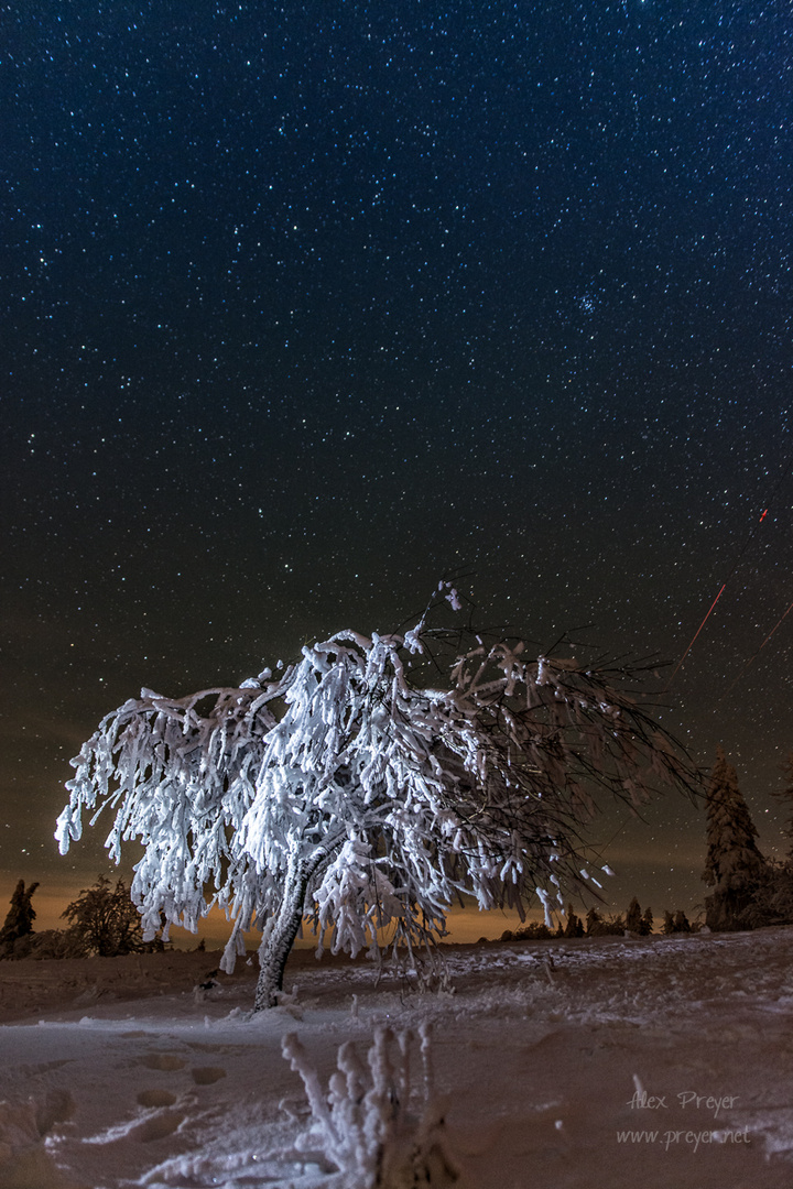 Frostbaum unterm Sternenzelt