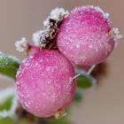 Frostbeeren