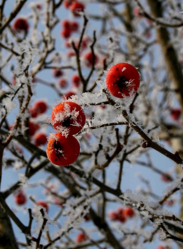 Frostbeeren