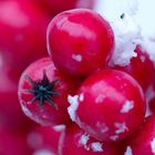 Frostbeeren