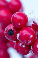 Frostbeeren