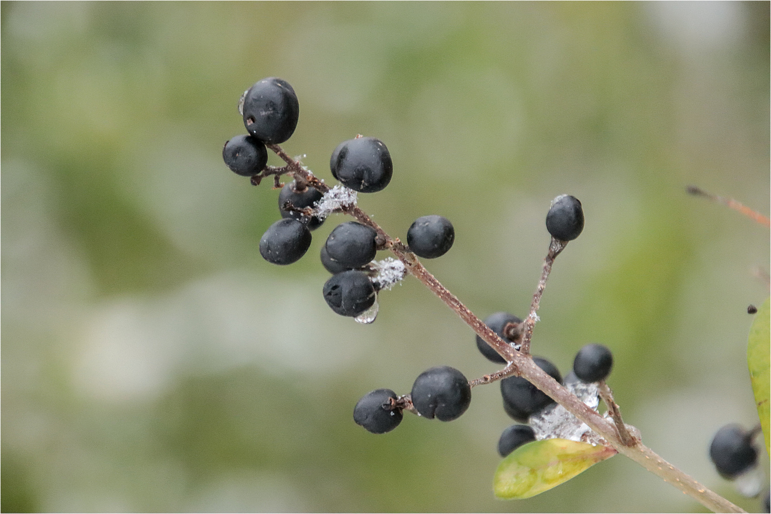 Frostbeeren