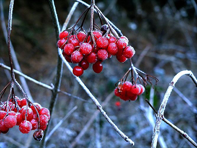 Frostbeeren