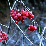 Frostbeeren