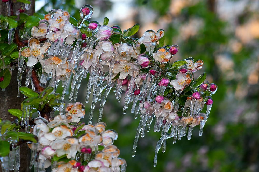 Frostberegnung von Arnold Dietmar 