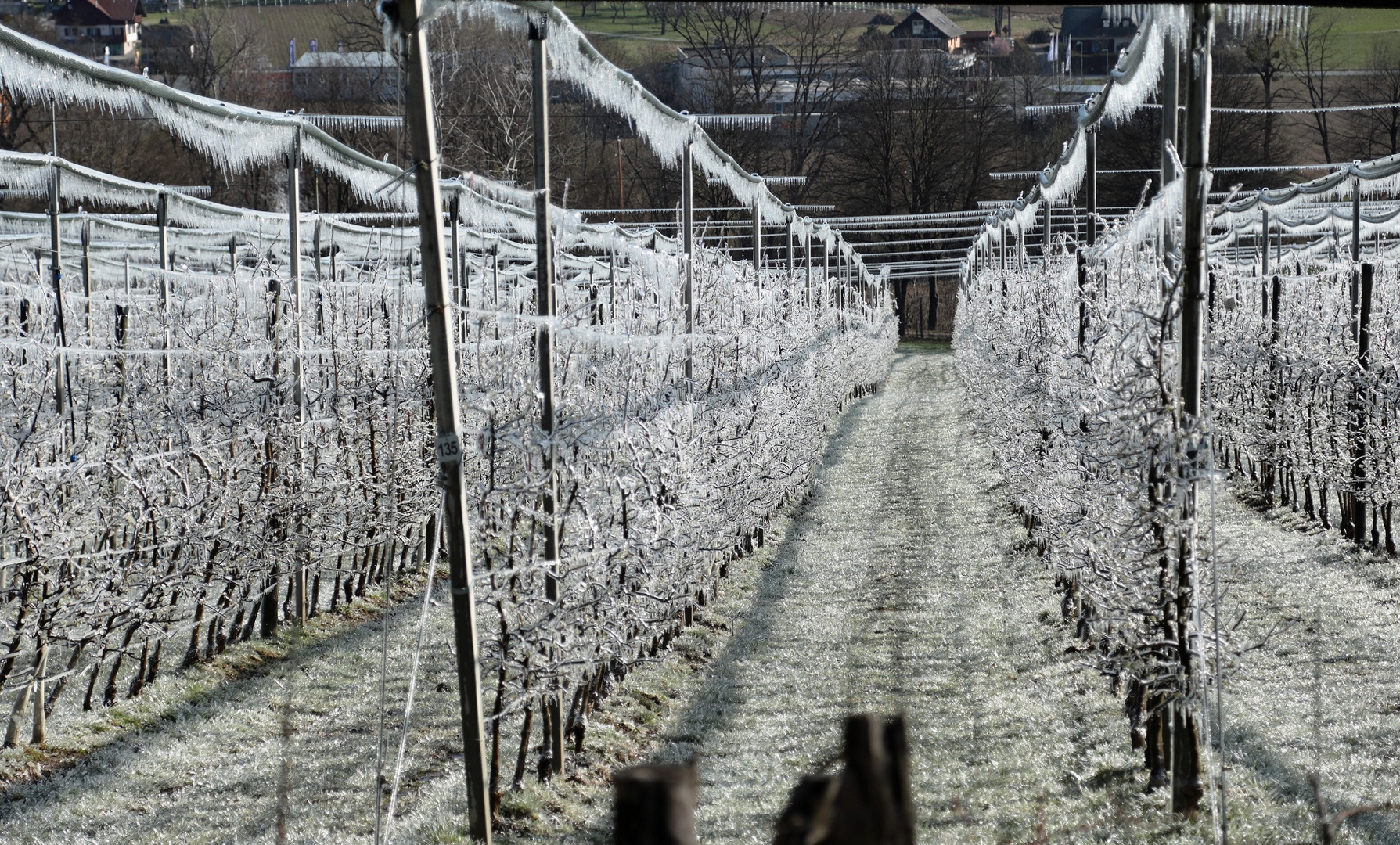 Frostberegnung im "Obstgarten"