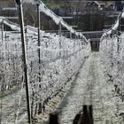 Frostberegnung im "Obstgarten"