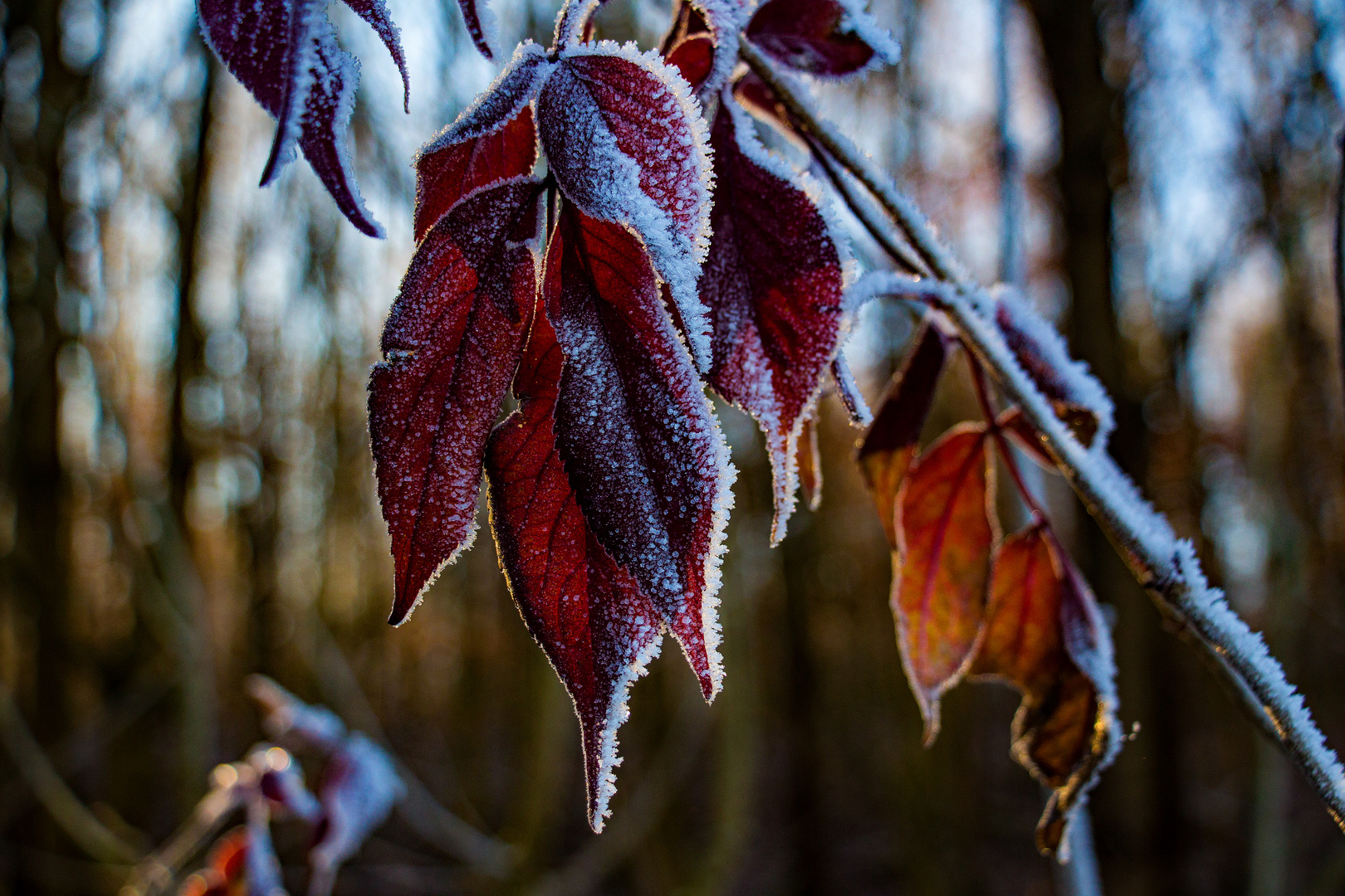 Frostbeulen