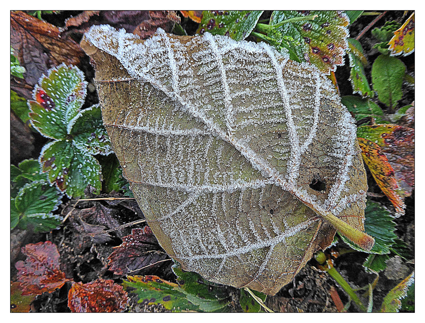 Frostblätter