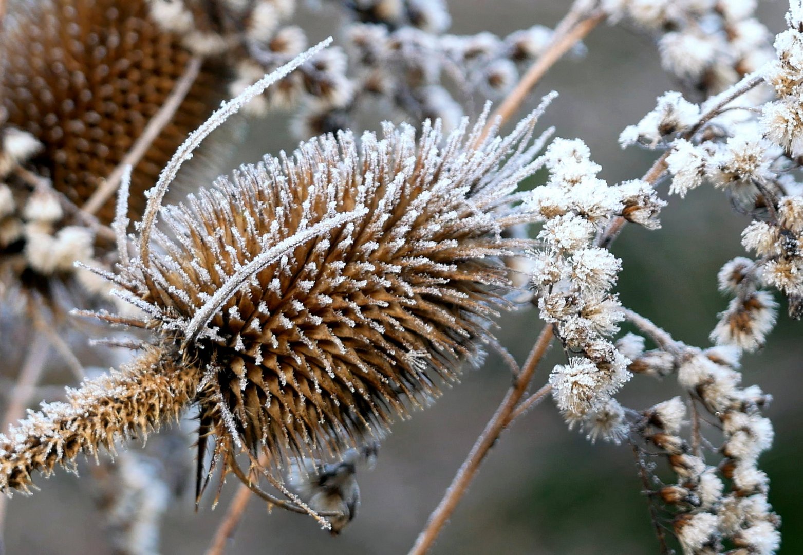 Frostblümchen