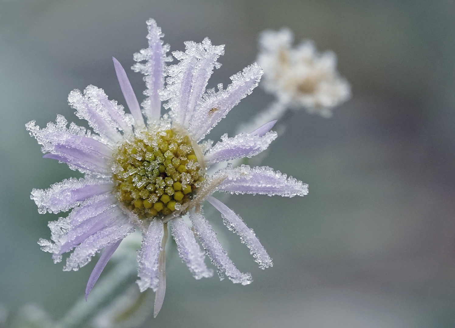 Frostblümchen