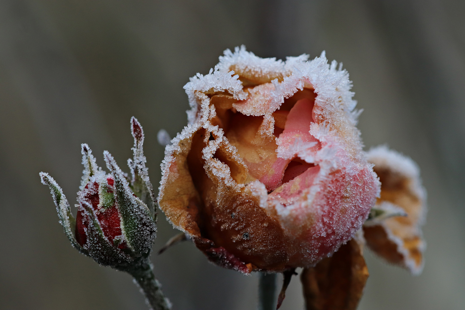 Frostblüte