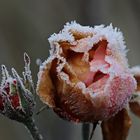 Frostblüte