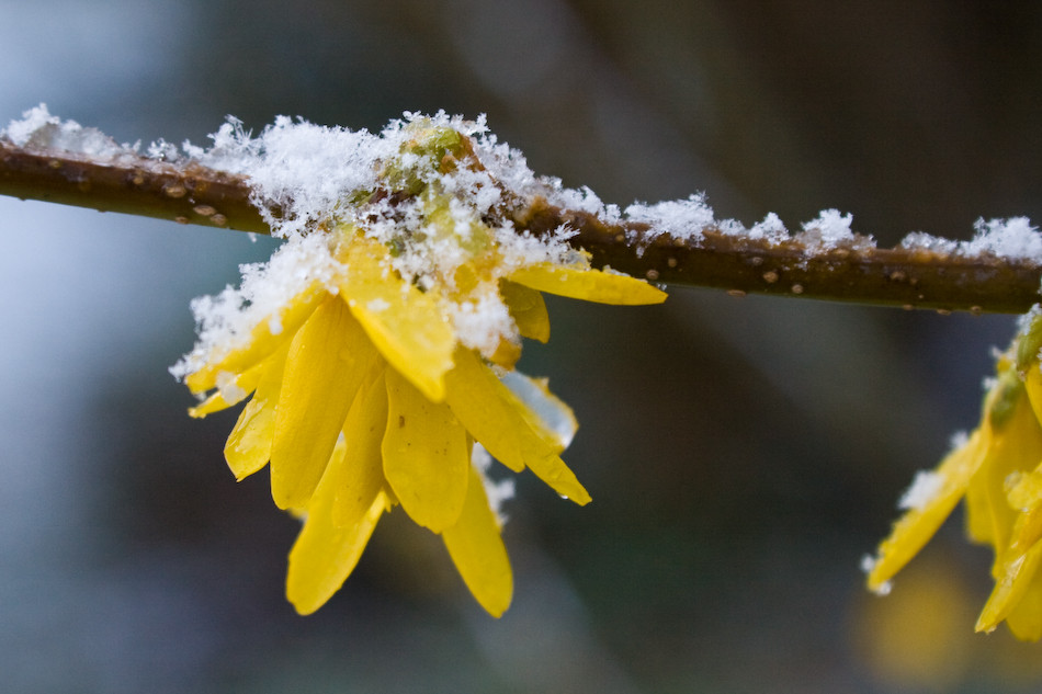 Frostblüte