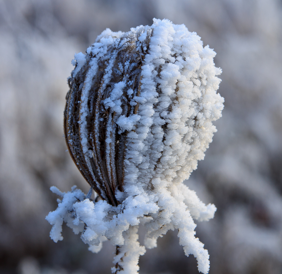 Frostblüte