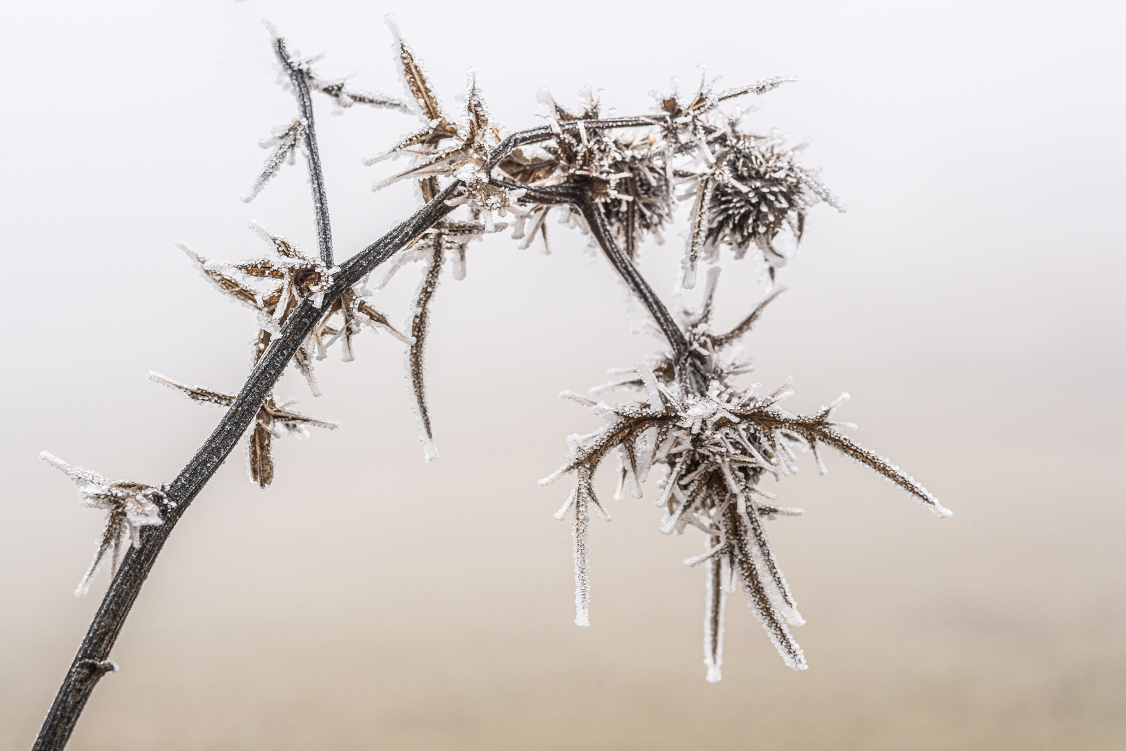 Frostblüte