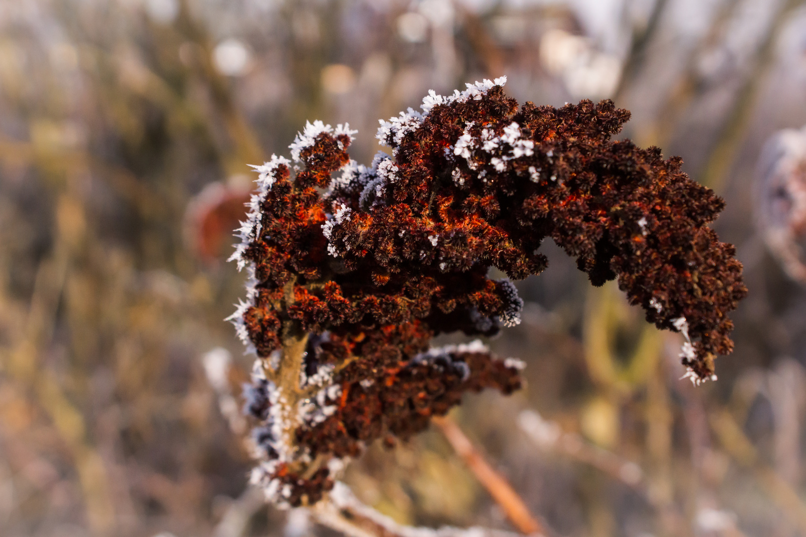 Frostblüte am Wegrand