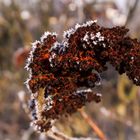 Frostblüte am Wegrand