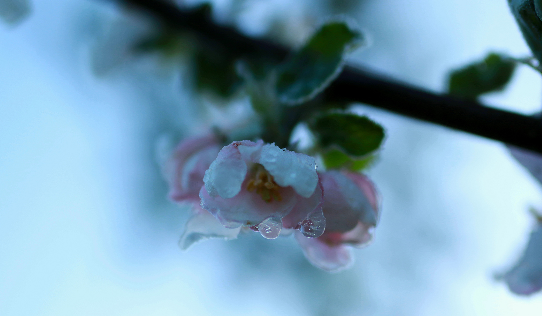 Frostblüten 5.Mai 2019