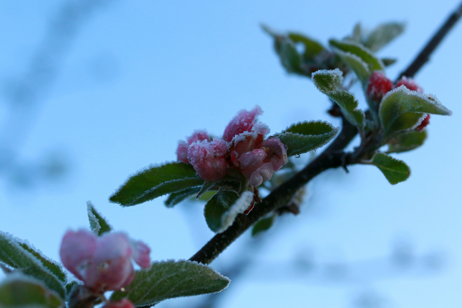 Frostblüten 5.Mai 2019