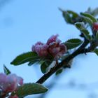 Frostblüten 5.Mai 2019