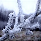 Frostblüten